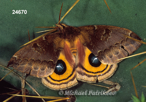 Io Moth (Automeris io)